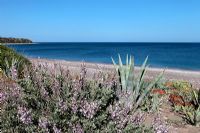 Plantes côtières et de plage, Grèce
