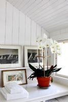 Orchidées sur tableau blanc