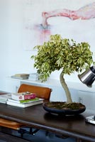Bonsaï - Ficus 'Starlight' sur le bureau