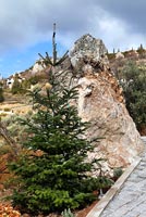 Conifère et rochers dans le jardin à flanc de montagne, Grèce