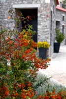 Arbuste aux baies d'orange et maison en pierre traditionnelle