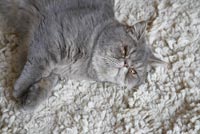 Chat gris sur tapis texturé