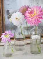 Bouteilles en verre vintage avec Dahlias roses sur coiffeuse