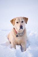Labrador dans la neige