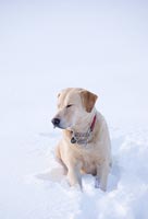 Labrador dans la neige