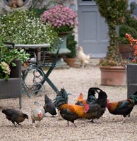 Poulets dans le jardin de la cour, France