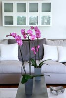 Orchidées sur table basse moderne
