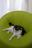 Chat animal assis sur un fauteuil moderne