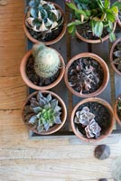 Cactus et plantes succulentes dans des pots en terre cuite