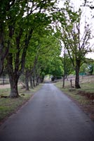 Avenue bordée d'arbres, Mpumalanga, Afrique du Sud