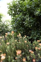 Protea poussant dans un jardin tropical