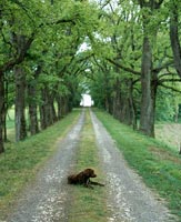 Labrador assis dans une voie de campagne