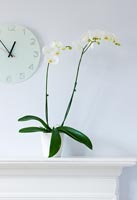 Orchidée Phalaenopsis en récipient vitré