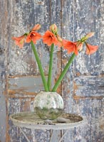 Amaryllis 'Désir' fleurs en pot argenté