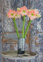 Amaryllis 'Darling' fleurs en pot argenté