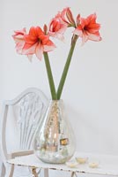 Fleurs d'Amaryllis 'Charisma' dans un vase en argent