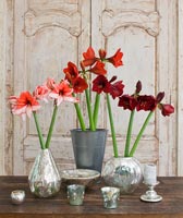 Amaryllis 'Charisma', Ferrari 'et' Benfica 'fleurs en vases métalliques