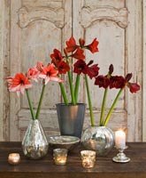 Amaryllis 'Charisma', 'Ferrari' et 'Benfica' fleurs en vases métalliques