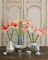 Amaryllis 'Clown', 'Charisma' et 'Darling' fleurs en vases métalliques