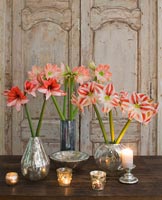 Amaryllis 'Clown', 'Charisma' et 'Darling' fleurs en vases métalliques