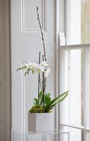 Orchidées blanches en pot carré