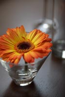 Fleur de Gerbera dans un bécher en verre