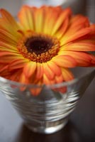 Fleur de Gerbera dans un bécher en verre