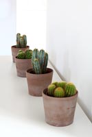 Cactus dans des pots en terre cuite