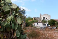 Cactus de figue de Barbarie poussant à l'état sauvage, Grèce