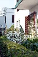 Bordure à thème blanc avec Acanthe et Rhododendrons