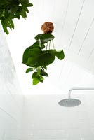 Plantes en pot suspendues dans la cabine de douche