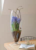 Jacinthes plantées dans un grand vase