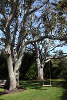 Balançoire suspendue à un arbre