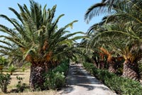 Route flanquée de palmiers