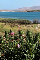 Jardin avec vue sur la mer avec Oleander en premier plan