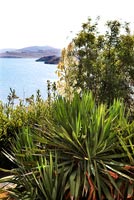 Jardin avec vue sur mer avec plante Yucca en premier plan