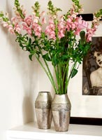 Fleurs de muflier dans un vase en argent