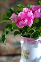 Roses roses disposées dans une cruche vintage