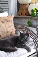 Chat assis sur une chaise de jardin