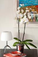 Orchidées sur le bureau