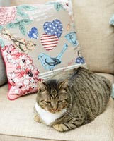 Chat tigré assis sur un canapé