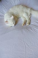 Chat animal endormi sur le lit
