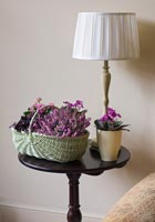 Fleur de bruyère, violettes africaines et flamboyante Katy en pots