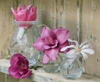 Fleurs de magnolia dans des vases en verre