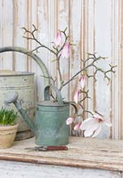 Branches de magnolia en arrosoir galvanisé