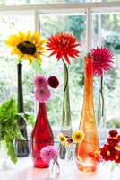 Dahlias et tournesols dans des vases colorés