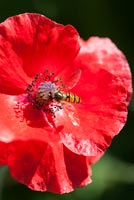 Hoverfly sur Poppy