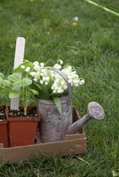 Pots de basilic avec bouquet de fleurs de muguet