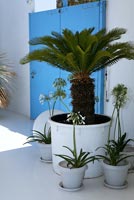 Lys africains et palmier en pots blancs