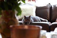Chat assis sur un canapé